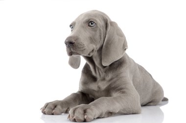 Beyaz arka plan üzerinde yalan bir şirin Weimaraner köpek yavrusu doz stüdyo.