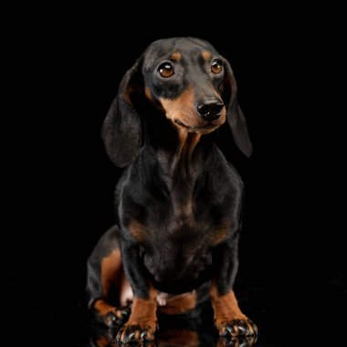 Siyah arka plan üzerine oturan sevimli bir Dachshund köpek stüdyo çekim.