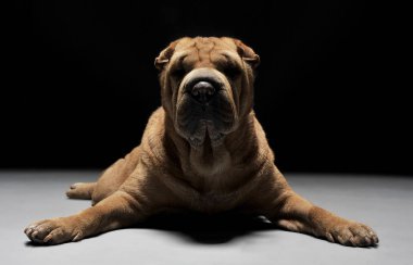 Shar Pei karanlık stüdyoda yalancılık aşağı