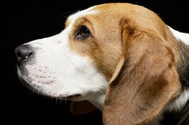 Çok güzel bir Beagle - atış, stüdyo portre siyah izole.