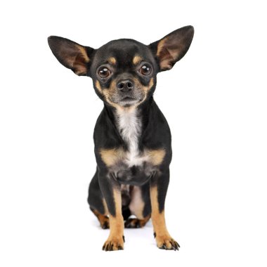 Stüdyo kadeh beyaz arka plan üzerinde oturan bir çok güzel kısa saçlı Chihuahua.