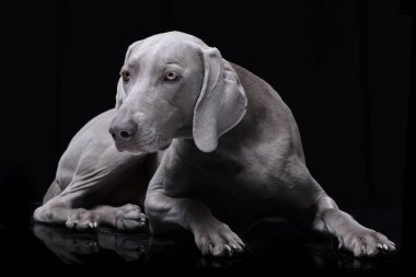 Siyah arka plan üzerine yalan çok güzel bir Weimaraner köpek stüdyo çekim.