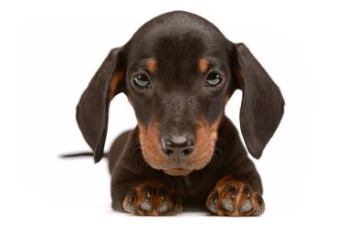 Sevimli köpek yavrusu dachshund waching beyaz Studio