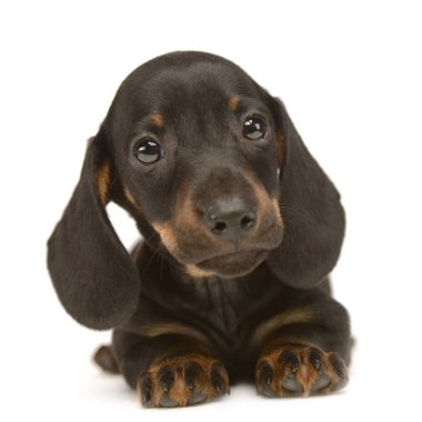 Sevimli köpek yavrusu dachshund beyaz studio arıyorsunuz
