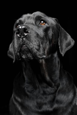 güzel gözler portre siyah bir stüdyoda üzgün siyah karışık doğurmak köpek
