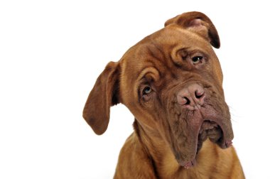 Cane corso portre beyaz fotoğraf Studio