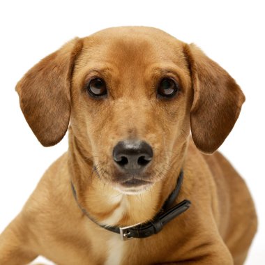 Bir çok güzel karışık doğurmak köpek, atış, stüdyo portresi üzerine beyaz izole.