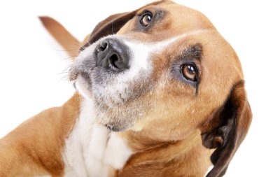 Çok güzel bir Staffordshire korkunç - atış, stüdyo portresi üzerine beyaz izole.