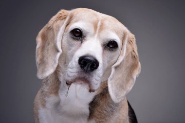Çok güzel bir beagle - gri arka plan üzerinde izole portresi.