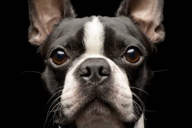 Bir çok güzel Boston Terrier - siyah arka plan üzerine izole portresi.