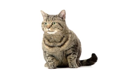 Beyaz arka plan üzerinde oturan bir sevimli tekir kedi stüdyo çekim.