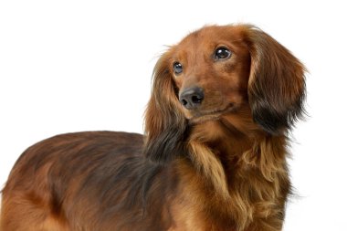 Çok güzel uzun saçlı Dachshund, atış, stüdyo portresi üzerine beyaz izole.