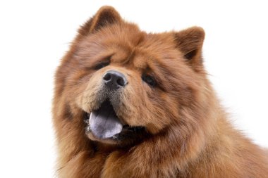 Çok güzel bir Havanese - atış, stüdyo portresi üzerine beyaz izole.