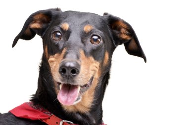 Çok güzel bir Dachshund - beyaz arka plan üzerinde izole portresi.