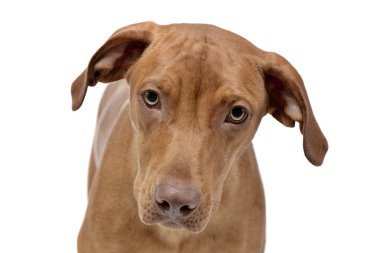 Beyaz arka plan üzerinde izole bir çok güzel karışık doğurmak köpek - portresi.