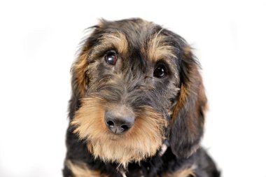 Çok güzel bir Dachshund - atış, stüdyo portresi üzerine beyaz izole.