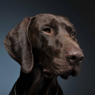 Karanlık bir photostudio Alman işaretçi dikey