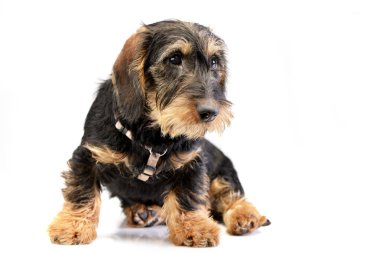 Beyaz arka plan üzerinde oturan sevimli bir Dachshund stüdyo çekim.