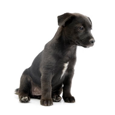 Beyaz arka plan üzerinde oturan bir şirin karışık doğurmak köpek köpek yavrusu doz stüdyo.