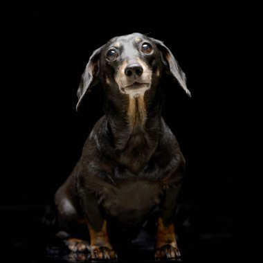 Siyah arka plan üzerine oturan sevimli bir Dachshund stüdyo çekim.