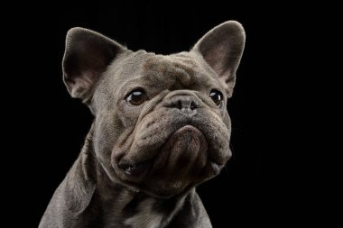 Çok güzel bir Fransız buldozer, atış, stüdyo portre siyah izole.