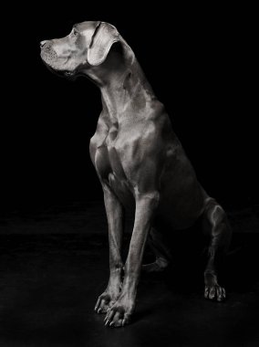 Danua seyir siyah stüdyo katında oturan yaptı