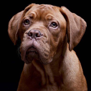 Çok güzel bir Dogue de Bordeaux - atış, stüdyo portre siyah izole.