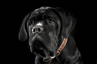 Köpek yavrusu siyah cane corso portre Studio