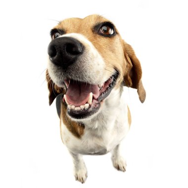 Çok güzel bir Beagle, atış, stüdyo geniş açı çekim üzerinde beyaz izole.