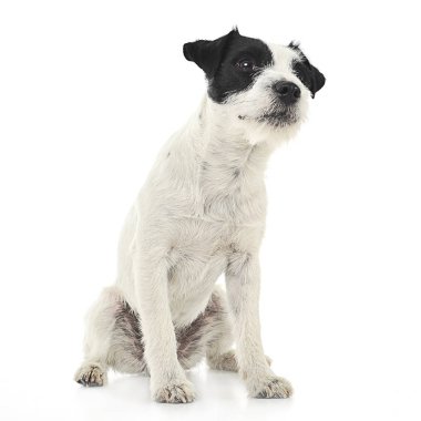 Parson Russell Terrier beyaz fotoğraf stüdyosunda oturan