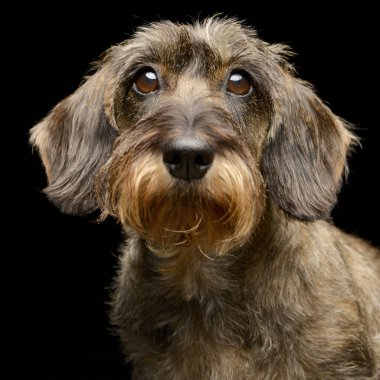 Çok güzel bir Dachshund, atış, stüdyo portre siyah izole.