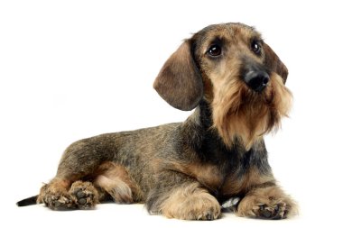 Dachshund lyng üzerinde beyaz zemin stüdyo