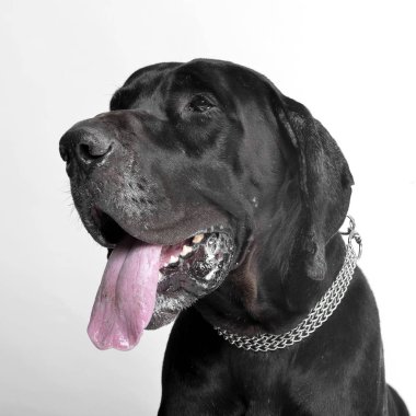 Bir çok güzel karışık doğurmak köpek - atış, stüdyo portresi üzerine beyaz izole.