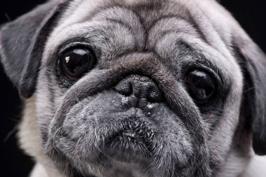 Çok güzel bir paspas portresi (veya Pug) - stüdyo çekim, izole siyah.