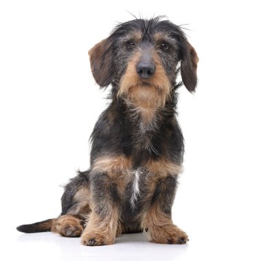 Stüdyo çekim çok güzel bir tel saçlı Dachshund beyaz arka plan üzerinde oturan.