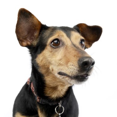 Bir çok güzel karışık doğurmak köpek, atış, stüdyo portresi üzerine beyaz izole.
