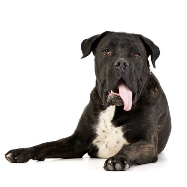 Dil, üzerinde beyaz izole asılı ile çok güzel bir Cane corso stüdyo çekim.