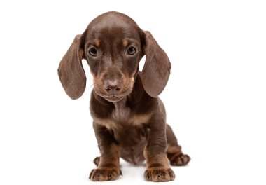 Sevimli köpek yavrusu dachshund waching beyaz Studio