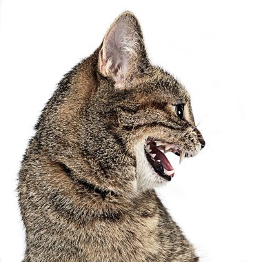 Kedi baş beyaz stüdyoda sol arıyorsunuz