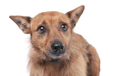 Bir çok güzel karışık doğurmak köpek - atış, stüdyo portresi üzerine beyaz izole.