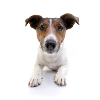 Çok güzel bir Jack Russell Terrier beyaz arka plan üzerinde yalan stüdyo çekim.