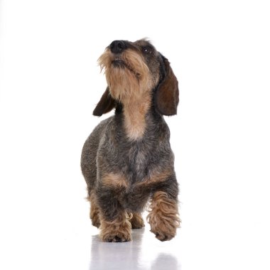 Beyaz arka plan üzerinde yürümek çok güzel bir Dachshund stüdyo çekim.