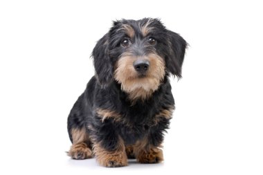 Beyaz arka plan üzerinde oturan sevimli bir Dachshund stüdyo çekim.