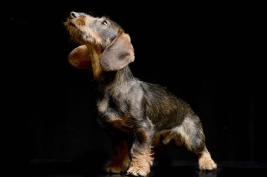 Siyah arka plan üzerine oturan sevimli bir Dachshund stüdyo çekim.