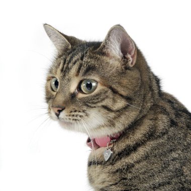 Çok güzel bir tekir kedi - atış, stüdyo portresi üzerine beyaz izole.