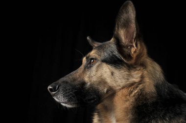 Alman çoban portre karanlık Studio