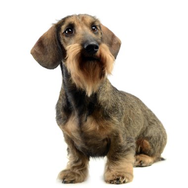 Dachshund oturma ve bakmak beyaz bir stüdyoda içinde yukarı