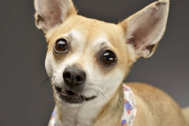 Çok güzel bir Chihuahua - atış, stüdyo portresi gri izole.