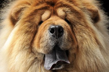 Chow chow yakın çekim