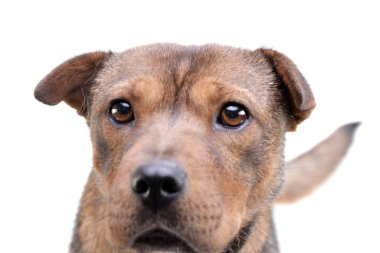 Beyaz arka plan üzerinde izole bir çok güzel karışık doğurmak köpek - portresi.